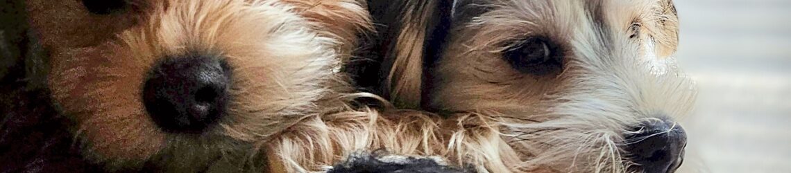 FLUFF TOWN PUPPIES, LLC