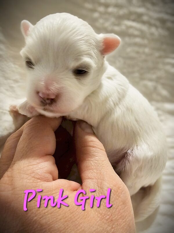 Shiloh's Pink Girl