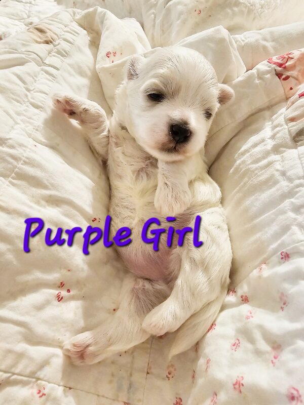 Shiloh's Purple Girl