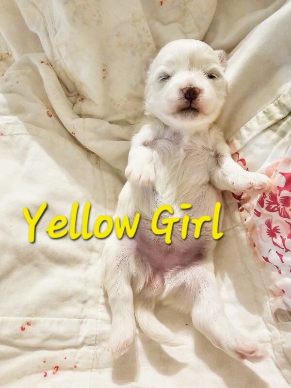 Shiloh's Yellow Girl