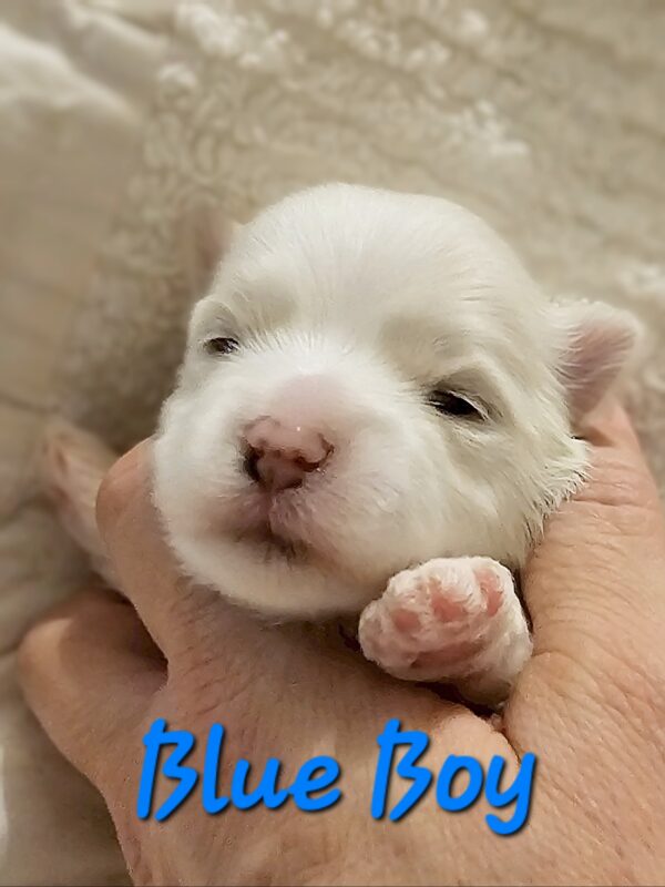 Shiloh's Blue Boy