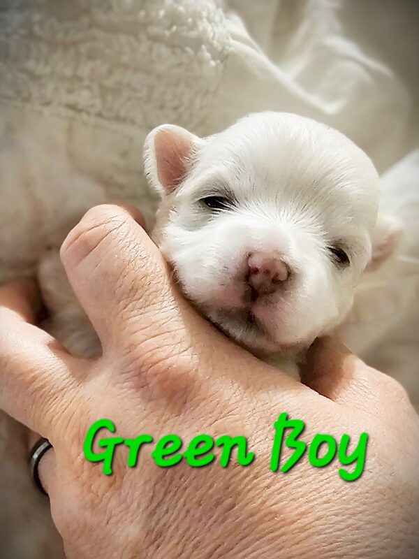 Shiloh's Green Boy