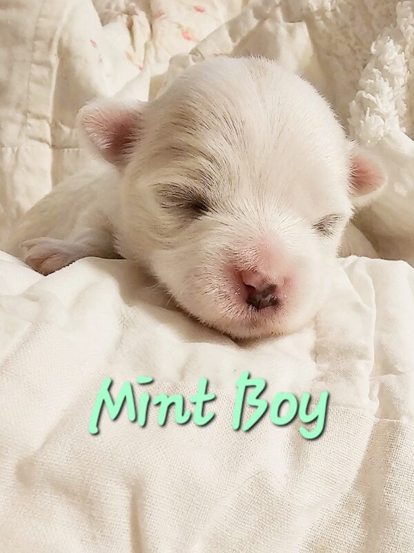 Shiloh's Mint Boy