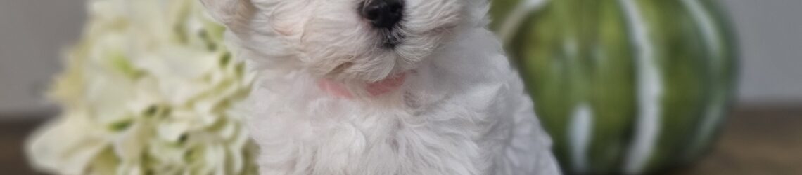 FLUFF TOWN PUPPIES, LLC FLUFF TOWN PUPPIES, LLC