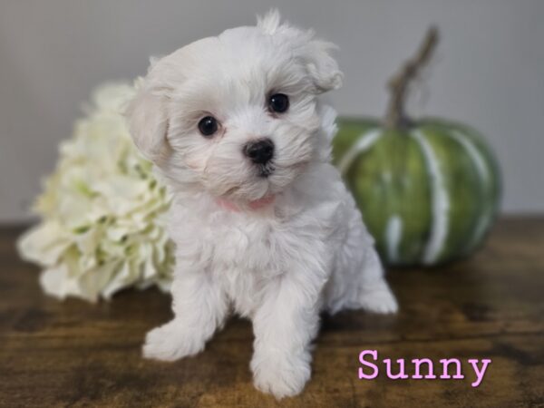 RESERVED - Shiloh's Pink Collar Girl - Maltese Puppy