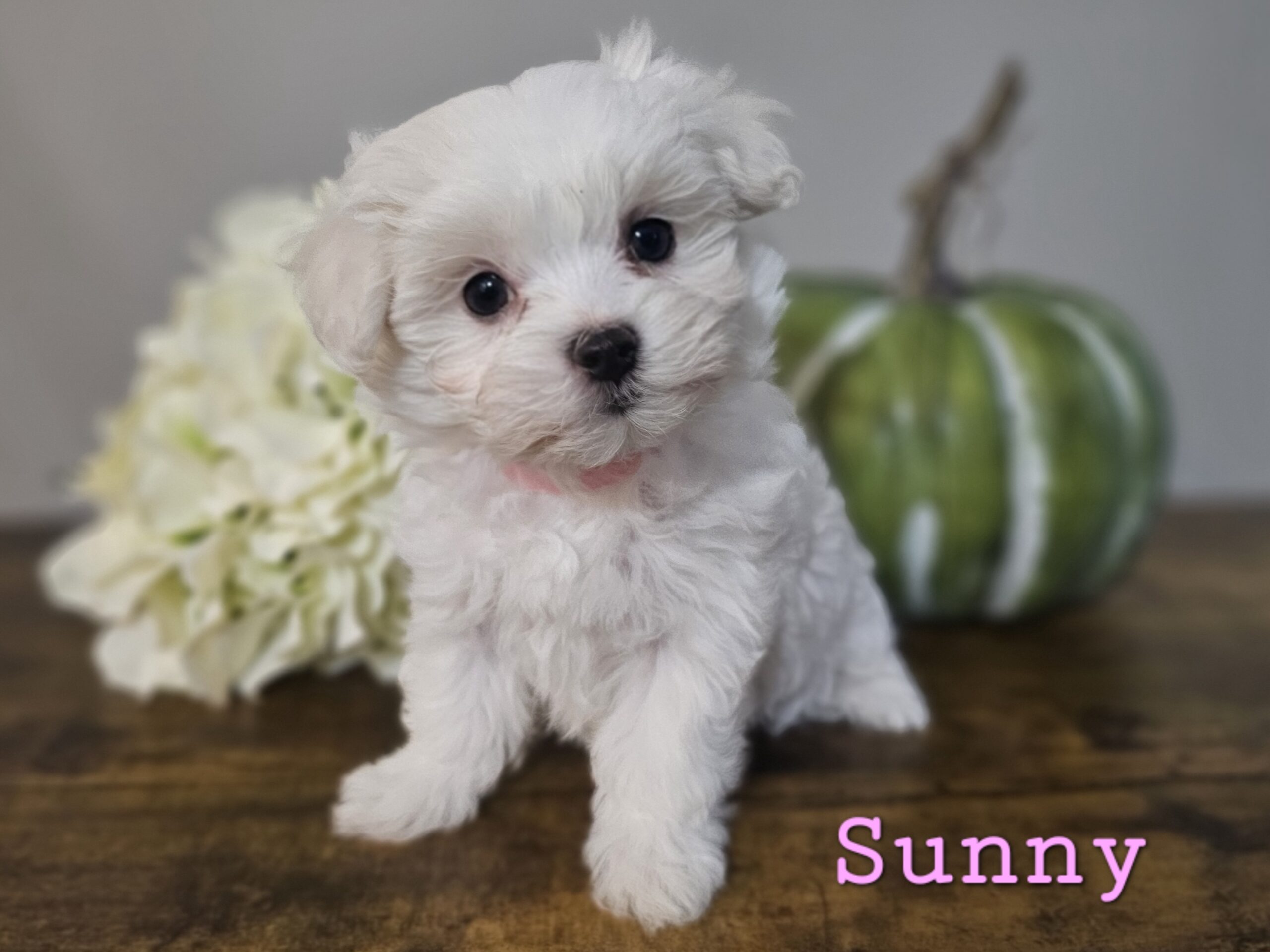 RESERVED - Shiloh's Pink Collar Girl - Maltese Puppy