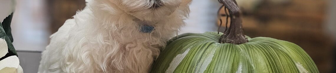 FLUFF TOWN PUPPIES, LLC FLUFF TOWN PUPPIES, LLC