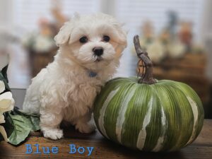AVAILABLE - Shiloh's Blue Collar Boy - Maltese Puppy