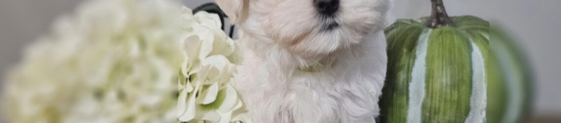 FLUFF TOWN PUPPIES, LLC FLUFF TOWN PUPPIES, LLC