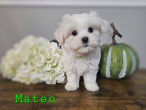 RESERVED - Shiloh's Green Collar Boy - Maltese Puppy