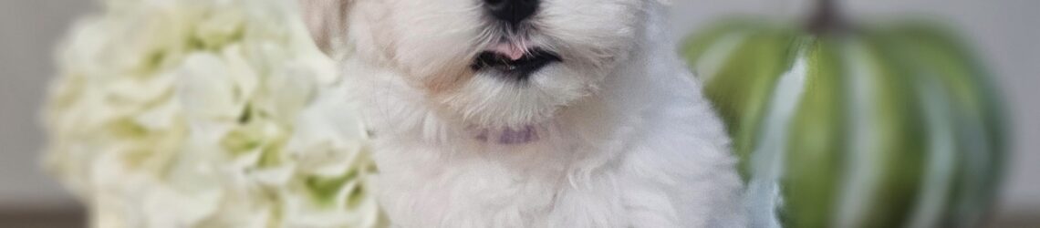 FLUFF TOWN PUPPIES, LLC FLUFF TOWN PUPPIES, LLC