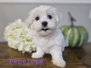 RESERVED - Shiloh's Purple Collar Girl - Maltese Puppy