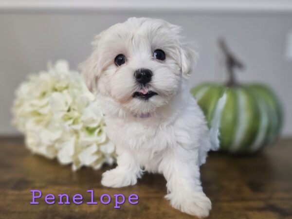 RESERVED - Shiloh's Purple Collar Girl - Maltese Puppy