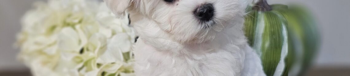 FLUFF TOWN PUPPIES, LLC FLUFF TOWN PUPPIES, LLC
