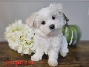 RESERVED - Shiloh's Red Collar Girl - Maltese Puppy