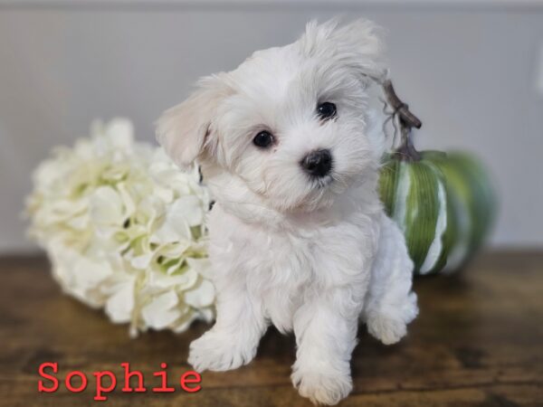 RESERVED - Shiloh's Red Collar Girl - Maltese Puppy