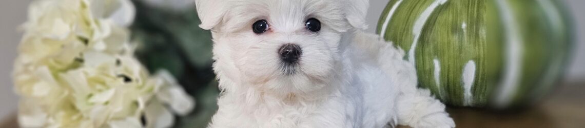 FLUFF TOWN PUPPIES, LLC FLUFF TOWN PUPPIES, LLC