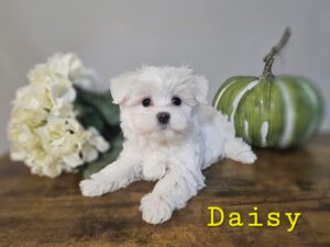 RESERVED - Shiloh's Yellow Collar Girl - Maltese Puppy