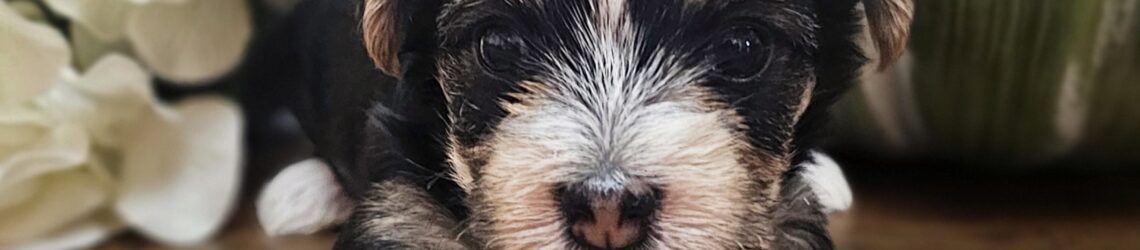 FLUFF TOWN PUPPIES, LLC FLUFF TOWN PUPPIES, LLC