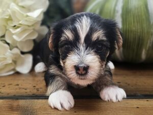RESERVED - Harley's Blue Collar Girl - Morkie Puppy
