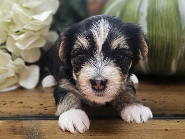 RESERVED - Harley's Blue Collar Girl - Morkie Puppy