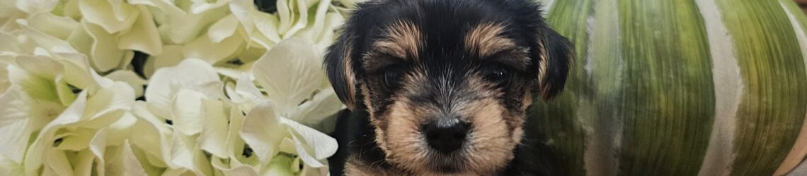 FLUFF TOWN PUPPIES, LLC FLUFF TOWN PUPPIES, LLC