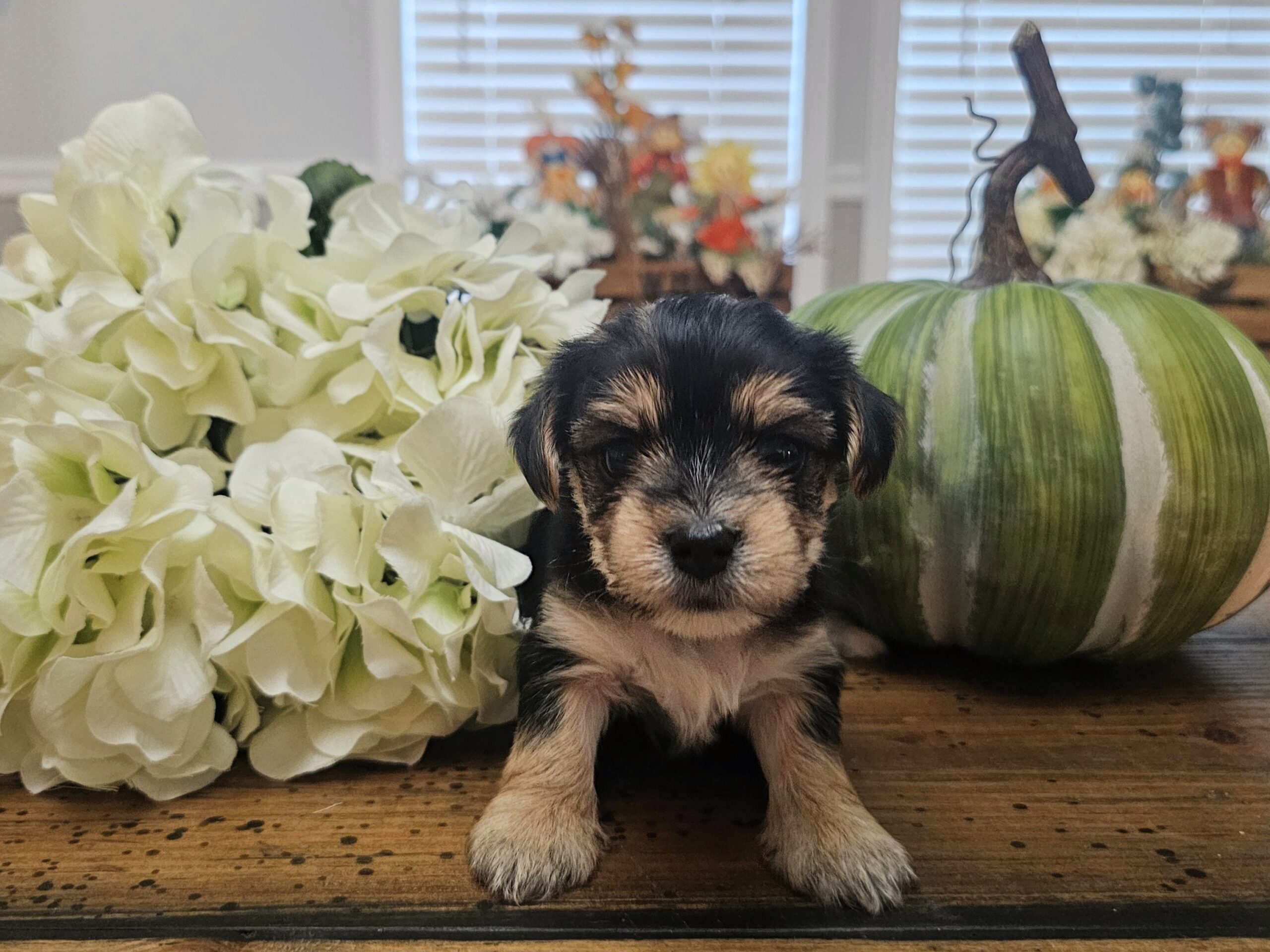 AVAILABLE - Harley's Orange Collar Girl - Morkie Puppy