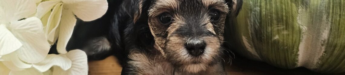 FLUFF TOWN PUPPIES, LLC FLUFF TOWN PUPPIES, LLC