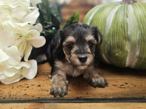 RESERVED - Harley's Pink Collar Girl - Morkie Puppy