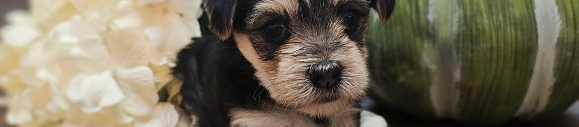 FLUFF TOWN PUPPIES, LLC FLUFF TOWN PUPPIES, LLC