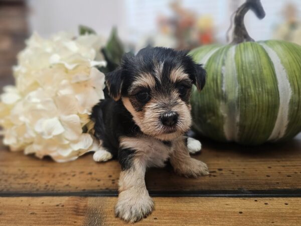 RESERVED - Harley's Purple Collar Girl - Morkie Puppy