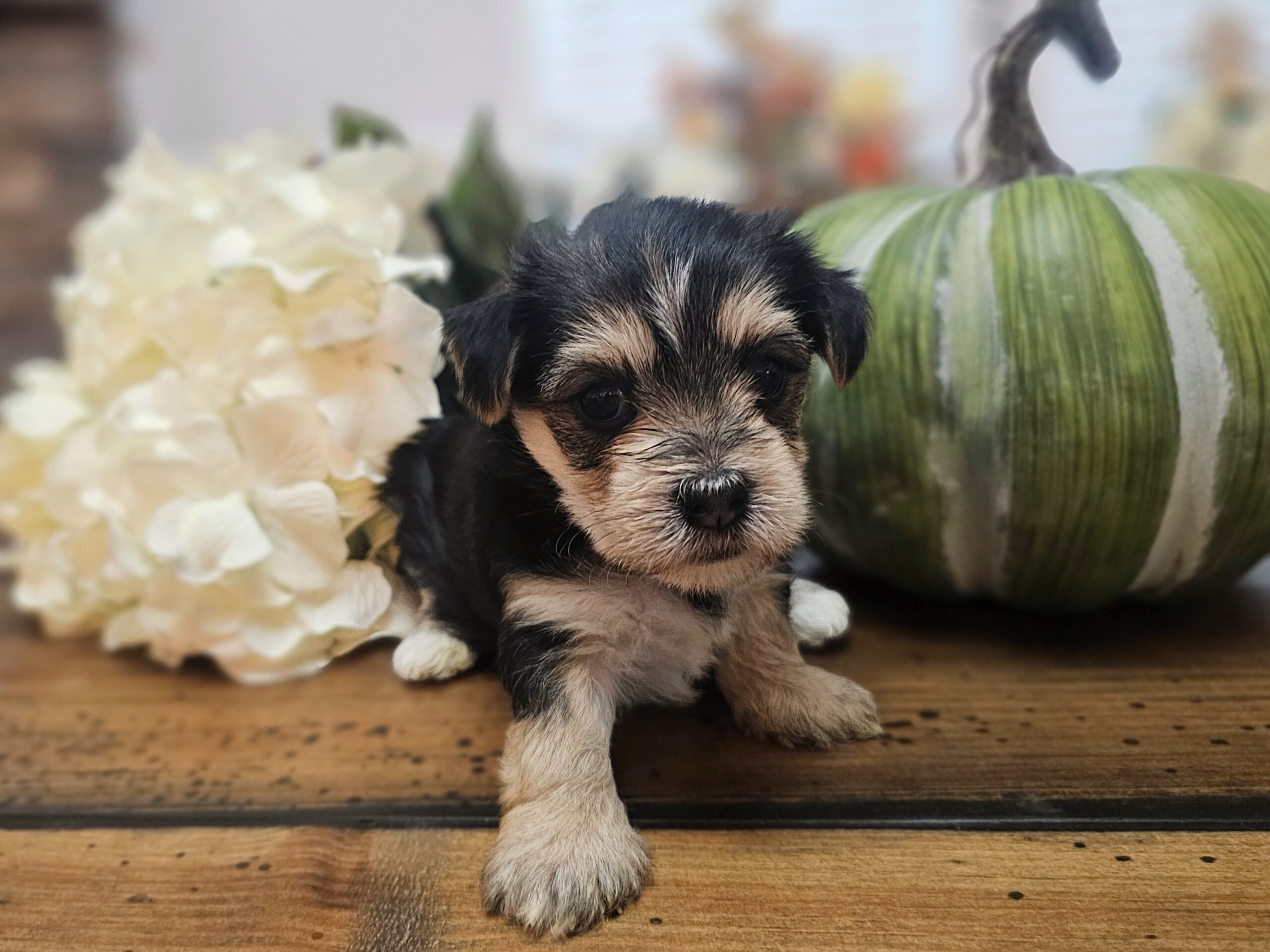RESERVED - Harley's Purple Collar Girl - Morkie Puppy
