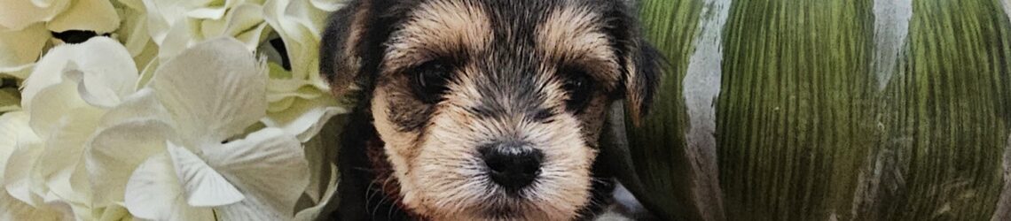 FLUFF TOWN PUPPIES, LLC FLUFF TOWN PUPPIES, LLC