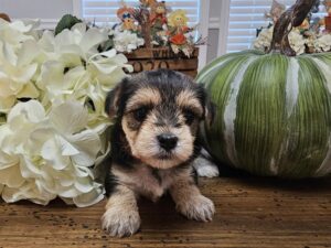 AVAILABLE - Harley's Red Collar Girl - Morkie Puppy