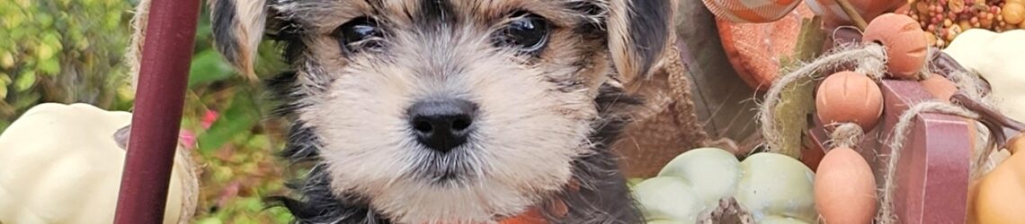 FLUFF TOWN PUPPIES, LLC