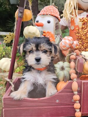 RESERVED - Harley's Orange Collar Girl - Morkie Puppy