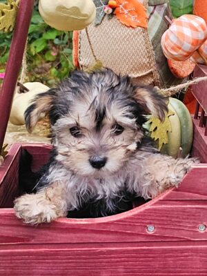 RESERVED - Harley's Pink Collar Girl - Morkie Puppy