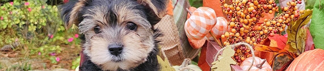 FLUFF TOWN PUPPIES, LLC