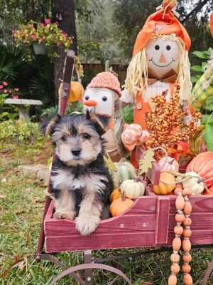 RESERVED - Harley's Green Collar Boy - Morkie Puppy