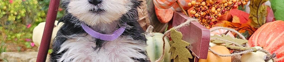 FLUFF TOWN PUPPIES, LLC