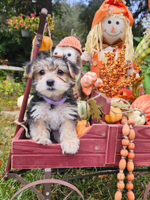 RESERVED - Harley's Purple Collar Girl - Morkie Puppy