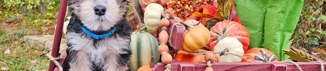 FLUFF TOWN PUPPIES, LLC