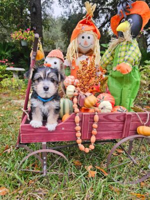 RESERVED - Harley's Blue Collar Girl - Morkie Puppy