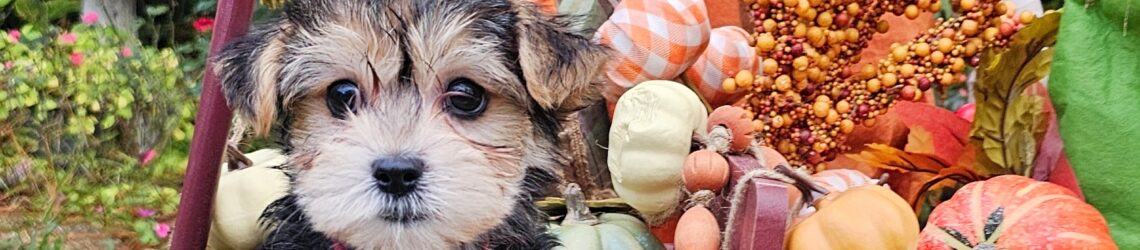 FLUFF TOWN PUPPIES, LLC