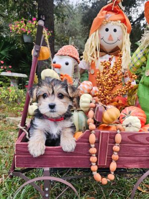 RESERVED - Harley's Red Collar Girl - Morkie Puppy