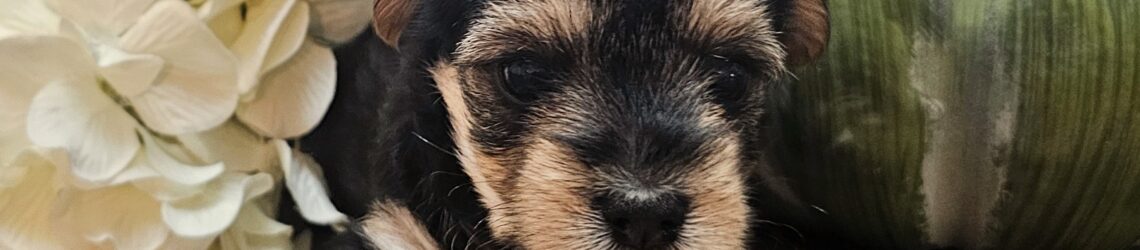 FLUFF TOWN PUPPIES, LLC FLUFF TOWN PUPPIES, LLC