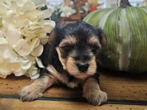 AVAILABLE - Harley's Green Collar Boy - Morkie Puppy