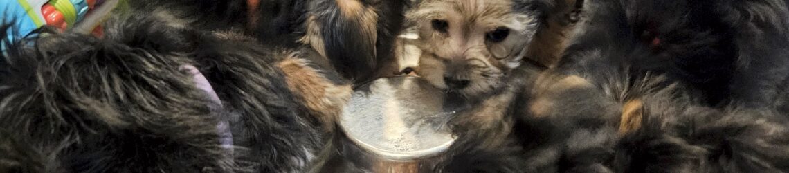 FLUFF TOWN PUPPIES, LLC