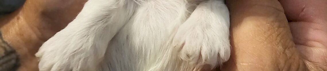 FLUFF TOWN PUPPIES, LLC