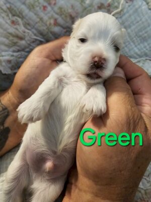 Shiloh's Green Collar Boy